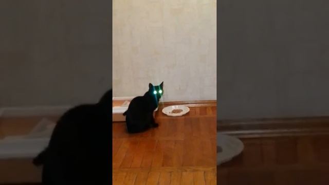 Понти ест китекет. так прикольно)) смотреть онлайн