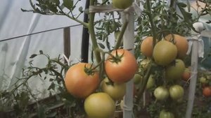 томат малиновое чудо