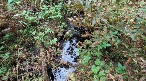 Охота на рябчика.