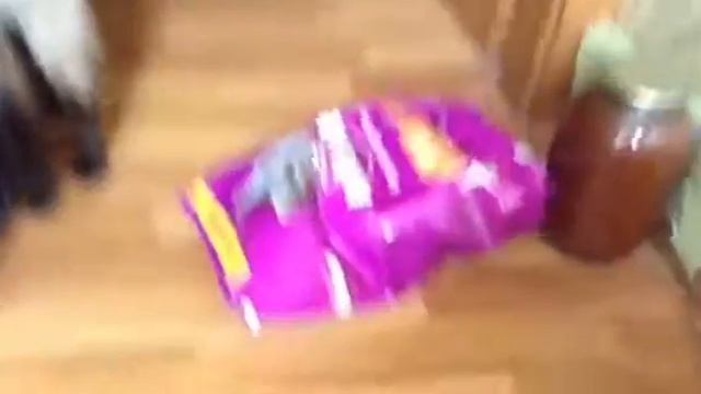 Хорек и коты смотреть онлайн