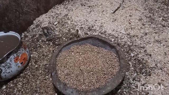 Куры породы Араукана, в моём хозяйстве.