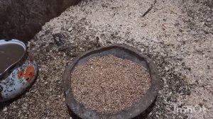 Куры породы Араукана, в моём хозяйстве.