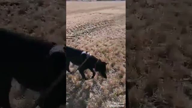 Афина, приветы. передержка. октябрь 20 смотреть онлайн