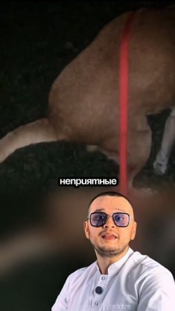 Причины диареи и метеоризма у собак