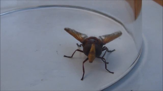 Milesia crabroniformis смотреть онлайн