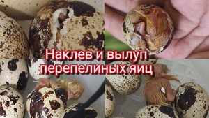 Наклев и вылуп перепелиных яиц