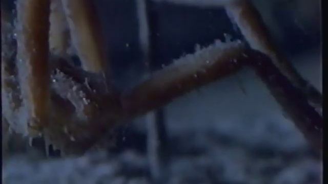 National Geographic: Arctic Kingdom - Life at the Edge (1995)