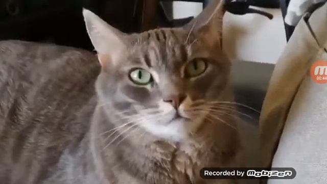 Кошачее деспасито!😹