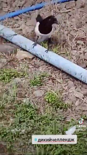 #сорока смотреть онлайн