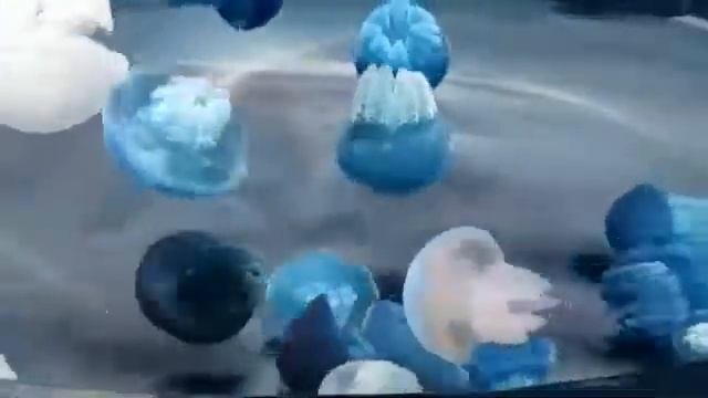 Голубые медузы.