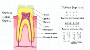 34 Зубы