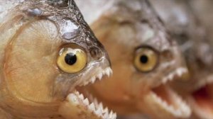 Самые удивительные рыбы