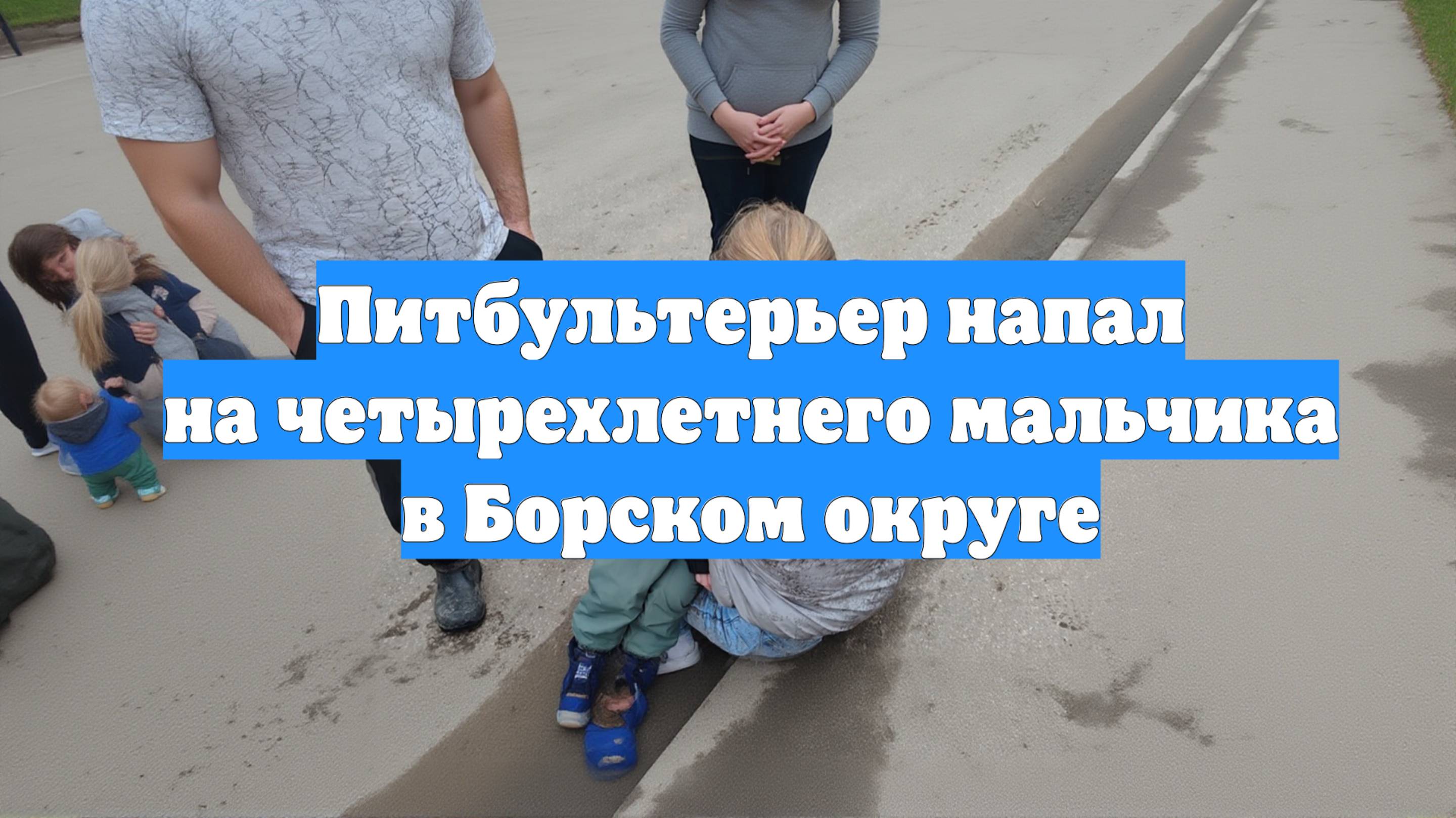 Питбультерьер напал на четырехлетнего мальчика в Борском округе