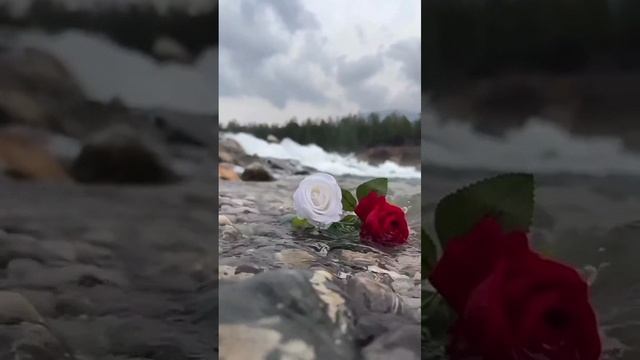 1000048809.mp4