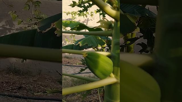 Growing Papaya Trees from Seed смотреть онлайн