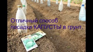 Посадка капусты в грунт Под бутылки