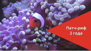 Патч-риф 2 года