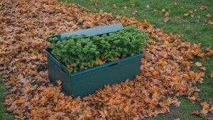 Зимовка хризантем - Сад-огород