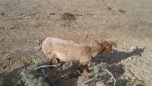 Қозы айдау/отбивка/weaning
