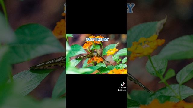 Hình chụp các loài bướm ở Thảo cầm viên Sài Gòn смотреть онлайн