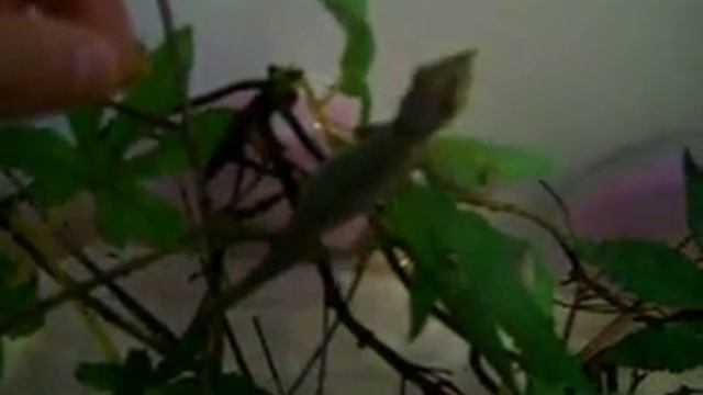 baby Trioceros jacksonii mangia tarma