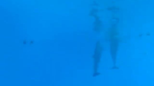 Дельфинотерапия смотреть онлайн