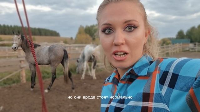 Новая лошадь на конюшне. Знакомство с другими лошадьми, подзывание, работа по принципу "подражание" смотреть онлайн