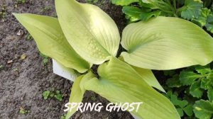 Сорт хосты Spring Ghost...в своем бело - молочно - лимоном окрасе.10.05.24 #hosta #коллекция #сорта
