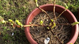 Время пробуждения: выносим любимые гортензии и другие растения из подвала навстречу весеннему солнцу