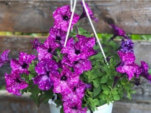 Пикировка рассады петуний и гелиотропа: просто и быстро