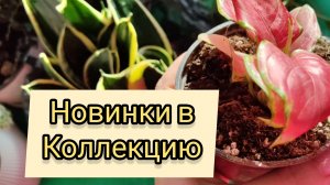 Новинки в коллекции из Перекрёстка 11-04-2025