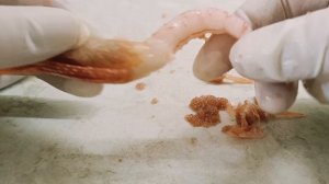 Разбор креветки