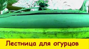 Лестница  для огурцов  и помидоры