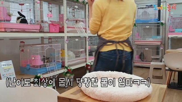 13마리 토끼 눈 가리고 종 구분 구별 하기 смотреть онлайн