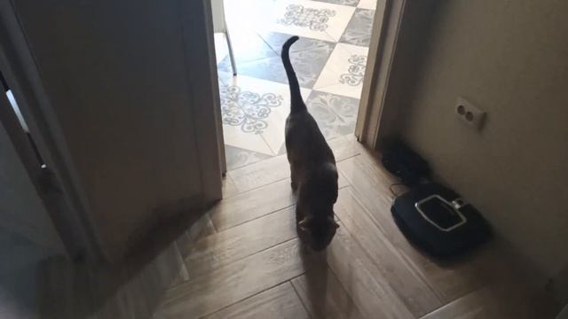 Дрессировка Митча смотреть онлайн