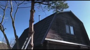 Обрезала старые деревья в саду и сосны: показываю, что получилось