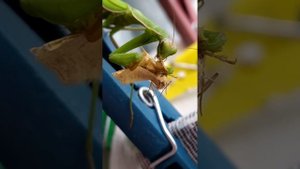 богомол девочка #Mantis religiosa кушает бабочку