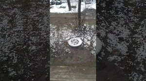 У голубей украли миску