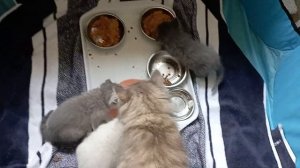 Kittens 6 weeks having breakfast Котята 6 недель завтракают