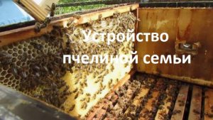 Устройство пчелиной семьи