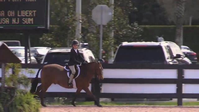 Cleverist, ridden by Ava Barnes, WCHR WEF 6 2021, Medium Pony Hunter - Score 88 смотреть онлайн