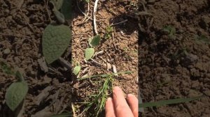 ВОРСЯНКА(второй год)выращивание из семян(сухоцвет)13.04.24