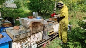 Пчеловодство: от А до Я. Пчелиная пыльца.Секреты пчеловодства. Как собирать и использовать. #пыльца