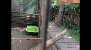 мышки воришки