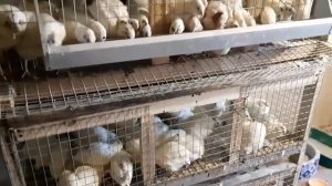 "Сибирский Фермер" Меняем КомбиКорм, подмешиваем добавки)