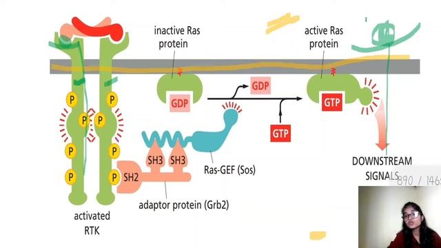 receptor tyrosine kinase pathway|ras signalling pathway| receptor tyrosine kinase bsc first year