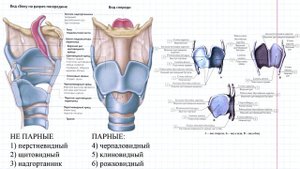 13 Дыхательная система- хрящи гортани