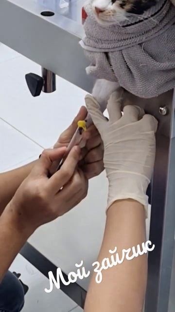 Зайка болеет / как ветеринар берет кровь у кошки #dubai #veterinary #vetclinic #cat #кошки смотреть онлайн