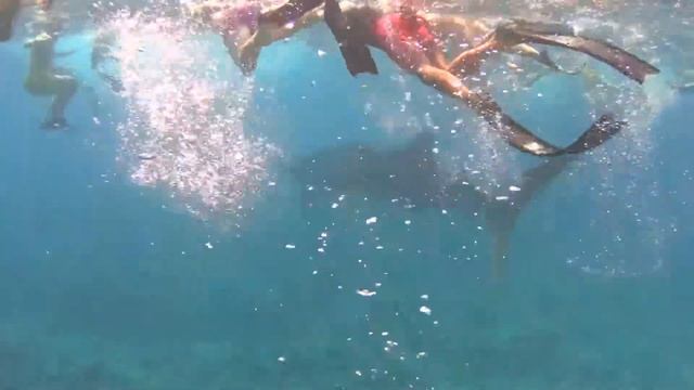 Vakarufalhi Island Resort Whale Shark & Manta Excursion смотреть онлайн