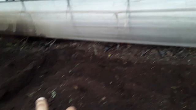 Высокие грядки для огурца в теплице # выращивание #высокиегрядки #землядел